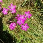 Dianthus seguieriFleur