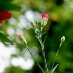 Dianthus caryophyllus Flor