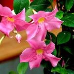 Mandevilla laxa Other
