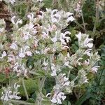 Salvia aethiopis Blomma