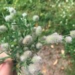 Trifolium arvense Blüte