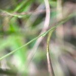 Burmannia capitata Bark