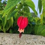 Callianthe megapotamica Flower