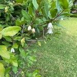 Crinodendron patagua ফুল