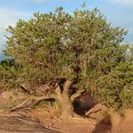 Pinus edulis Hábito