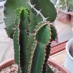 Euphorbia cooperi Folha