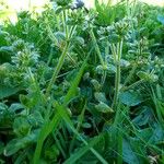 Cerastium glomeratum Hábito