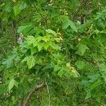 Platanus orientalis Leaf
