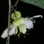 Passiflora biflora Virág