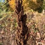 Amaranthus hybridusΦρούτο