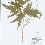 Selaginella parkeri Hoja