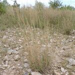 Bouteloua curtipendula Habit