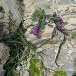 Oxytropis jacquinii Flower