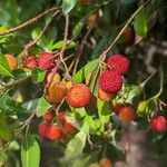 Arbutus menziesiiFruct