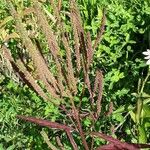 Verbena hastata ഫലം