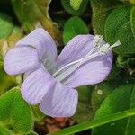 Barleria ventricosa Flower