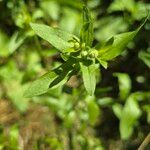 Erigeron annuusHostoa