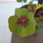 Oxalis tetraphylla Лист