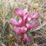 Hedysarum boveanum Floare