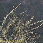 Reseda scoparia Habit