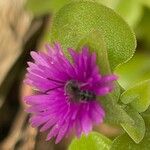 Mesembryanthemum cordifolium Blüte