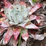 Dudleya pulverulenta Leaf