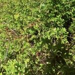 Vaccinium myrsinites Leaf