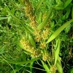 Rumex maritimus موطن