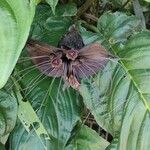 Tacca chantrieri Flower