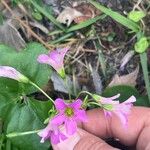 Oxalis violacea Blomst
