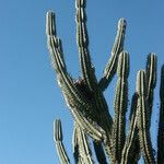 Cereus hildmannianusFolha