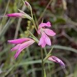 Gladiolus italicus Blomst