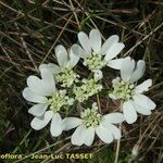 Orlaya grandiflora 花