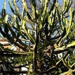 Euphorbia triangularis Leaf