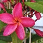 Plumeria rubraBloem