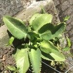 Kalanchoe ceratophylla Hoja