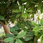 Acokanthera oblongifolia Blatt