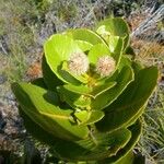 Pancheria robusta Flower