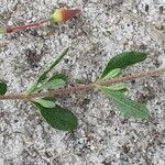 Cistus lasianthus Hoja