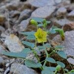 Physalis crassifolia Habitatea