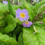 Primula vulgarisЛіст