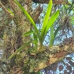 Encyclia tampensis Лист