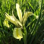 Iris grant-duffii Lorea