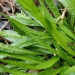 Carex plantaginea Leaf