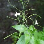 Arabidopsis cebennensis Mosusu