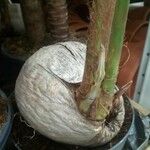 Cocos nucifera Fruto