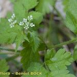 Chaerophyllum nodosum Arall