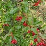 Pyracantha coccineaᱡᱚ