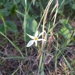 Narcissus serotinus Flower