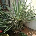 Agave vivipara 葉
